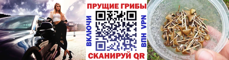 Псилоцибиновые грибы мицелий  Александровск 